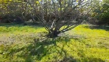 Torpaq sahələrinin satışı: 85 sot, Kənd təsərrüfatı, Mülkiyyətçi, Kupça (Çıxarış) -da lalafo.az — 8 Torpaq sahələrinin satışı: 85 sot, Kənd təsərrüfatı, Mülkiyyətçi, Kupça (Çıxarış) — 8