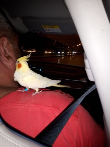 отдам котенка в добрые руки: Korella tutuquşusu (Nymphicus hollandicus) Avstraliyadan olan kiçik lalafo.az -da отдам котенка в добрые руки: Korella tutuquşusu (Nymphicus hollandicus) Avstraliyadan olan kiçik