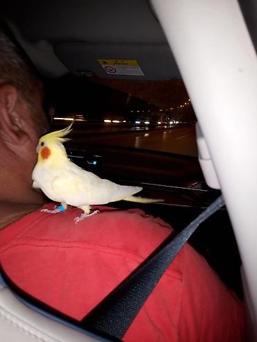 Tutuquşları: Korella əl quşu bala hazir cut kime hansi lazimdisa var sarilar 45-50 — 30