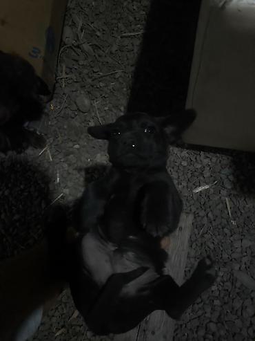 коккер спаниель: Кокер-спаниель, 2 года, Самка — 4