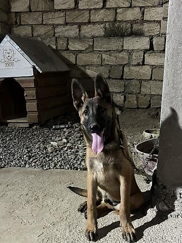 heyvanla: Belçika çoban iti, 5 ay, Erkək — 1