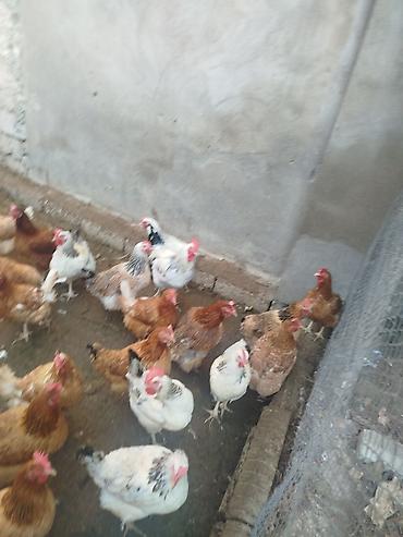 heyvan yeml: Məhsul: Ördək və toyuq quşçuluğu üçün damazlıq quşlar Təsvir: - — 3