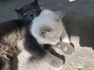 вислоухий котенок: Отдам в хорошие руки Котята вислоухой шотландской