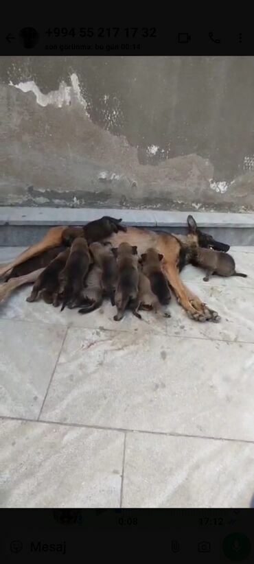 it pişik: Belçika çoban iti, 1 ay, Erkek, Ünvandan götürmə