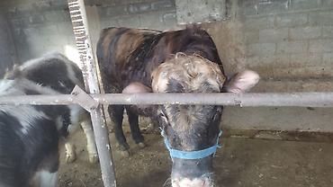 Коровы, быки: Продаю | Бык (самец) | Полукровка | На откорм | Привязанные — 6