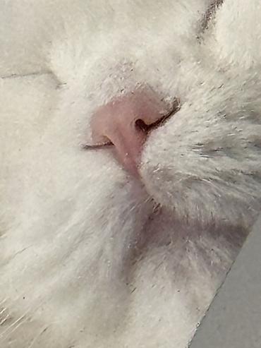 скоттиш фолд: Скотиш Фолд (Шотландская вислоухая), 3 года, Девочка, Белый, Кастрирована, Приучена к лотку, Проглистована — 8