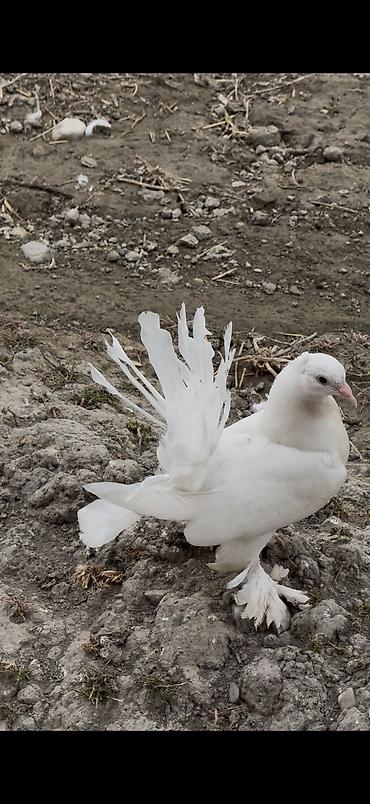 feniks quşu: 3 dene bala veren maya delfinler satılır ciddi alıcılar yazsın — 6