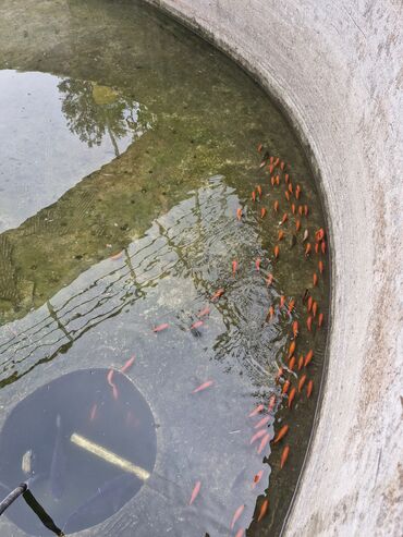 Balıqlar: Qızıl balıq, Sülhsevər, Ünvandan götürmə — 12