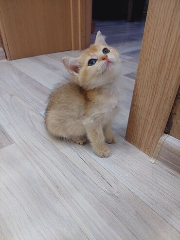 Pişiklər: Şotland, Dişi, Yaxşı əllərə, Ünvandan götürmə — 9