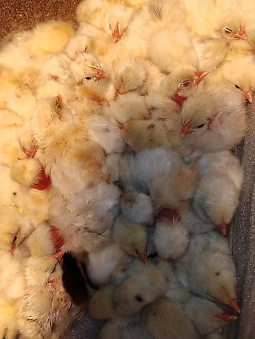 cupavi psi: Prodaja jednodnevnih pilica leghorn — 1