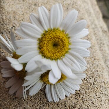 Mühafizə, təhlükəsizlik: Evimde uşaga baxiram her bir şerait var temjz ve seliqeli baxiram