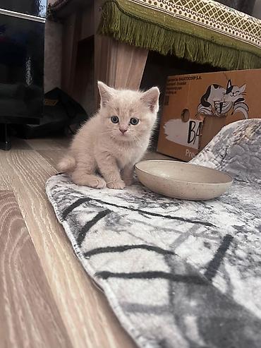 Pişiklər: Erkək, Dişi, Yaxşı əllərə, Ünvandan götürmə, Pulsuz çatdırılma, Ödənişli çatdırılma — 6