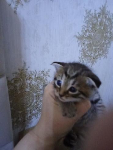 Pişiklər: Erkək, Dişi — 2