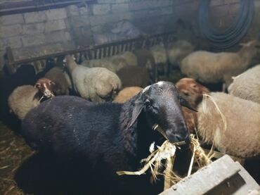 Qoyunlar, qoçlar: İKİ YAŞ YARİMLİQ. Diri çəkisi 93 kq.TAM SAQLAM. QOYUN SURMEYNE SOZ — 1