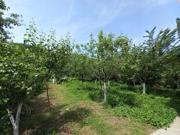 Günlük kirayə evlər: 80 kv. m, 3 otaqlı, Qaz, İşıq, Su -da lalafo.az — 9 Günlük kirayə evlər: 80 kv. m, 3 otaqlı, Qaz, İşıq, Su — 9