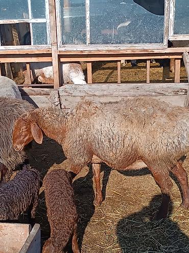 Баран, овца: Продаю | Ягненок | На забой | Племенные — 13