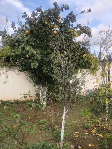 Həyət evləri və villaların satışı: 3 otaqlı, 100 kv. m, Kredit yoxdur, Yeni təmirli — 15