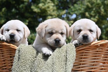 Psi: Na prodaju 3 prelepa muška šteneta labrador retrivera, sa rodovnikom