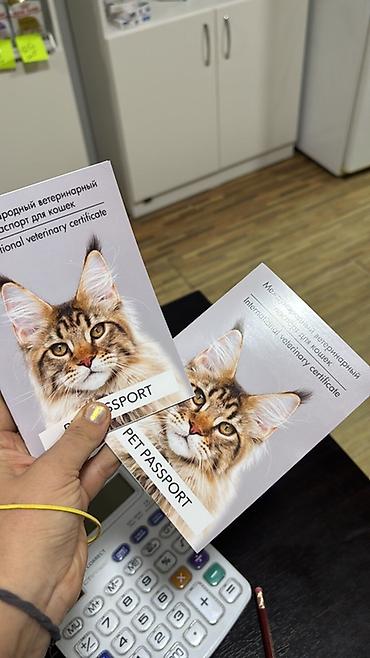 Животные: Ветеринарная клиника «Томас» — профессиональная помощь для ваших — 2
