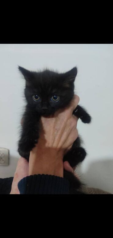 лопоухий кот: Отдам котят в хорошие руки,девочки белая и черная,мальчик белый с