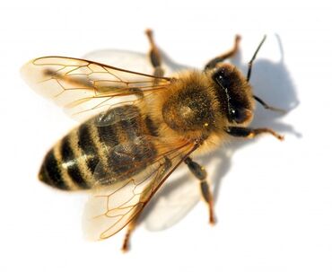 продажа пчел: Продаю 20 пчело семей; или пакеты, парода карника-пешец 23 год
