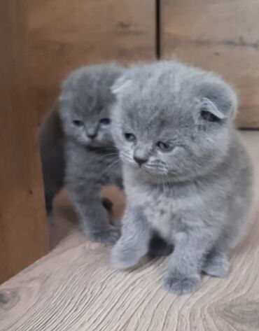 Toyota: Scottish fold pişik balalari