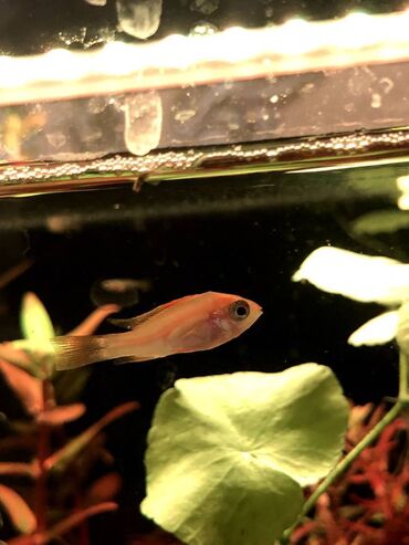 продажа аквариумных рыбок: 2 ədəd ramirezi gold balası satıram. 1 ədədi - 5 azn. 3 sm olarlar