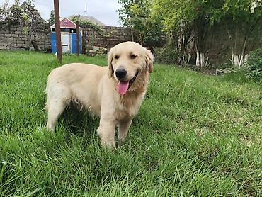 İtlər: Retriever — 11