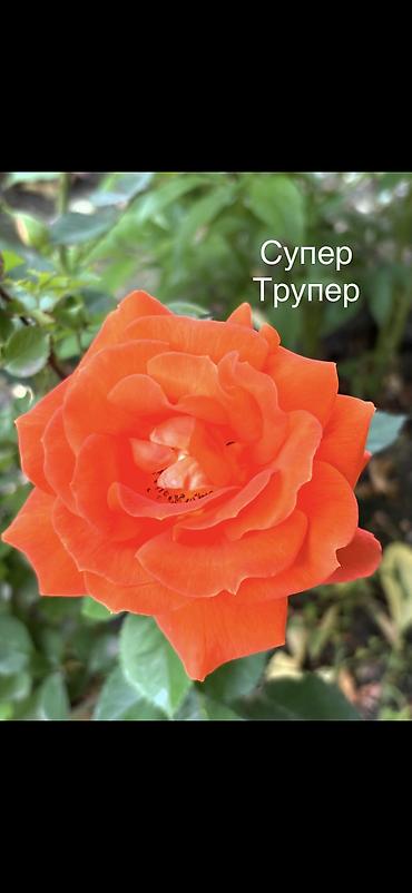 Роза: Саженцы Платная доставка, Самовывоз — 16