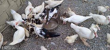 Muscovy (Hind) ördəkləri – müxtəlif yaşlarda sürü - Cins: Muscovy