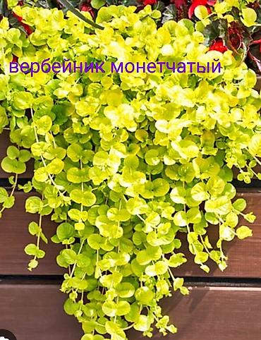 огородные цветы: Все растения что на фото есть в наличии — 1
