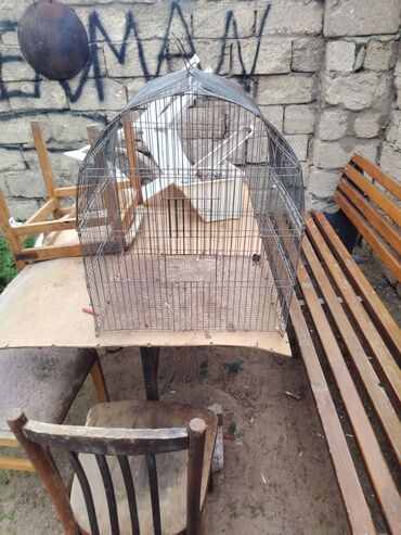 домики для кошек: Salam qefes 50 50 yədi isdiyene 5 manat kecilecey suvalandadi