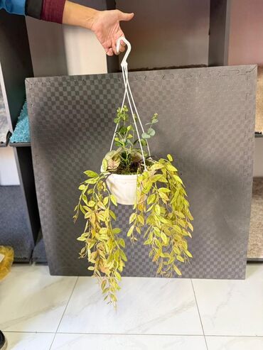 Otaq bitkiləri: Asma saksıda dekorativ yaşıl bitki - Ağ rəngli asma plastik saksı -da lalafo.az — 36 Otaq bitkiləri: Asma saksıda dekorativ yaşıl bitki - Ağ rəngli asma plastik saksı — 36