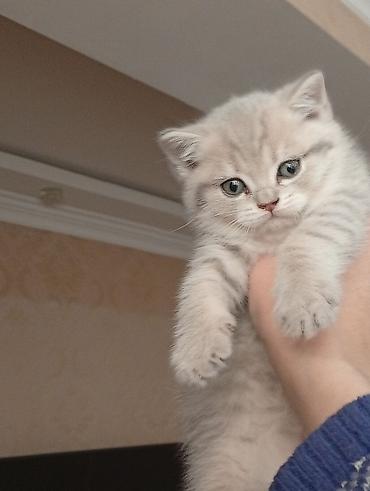 Pişiklər: Şotland, Erkək, Dişi, Yaxşı əllərə — 1