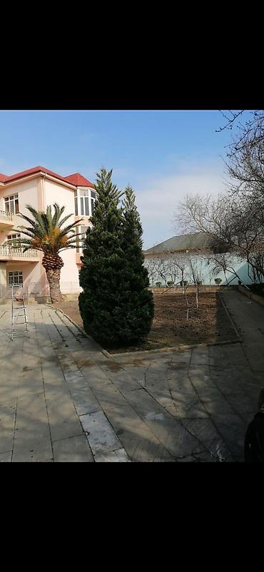 lan: Bağban, 44 yaş, 5 ildən artıq təcrübə — 5