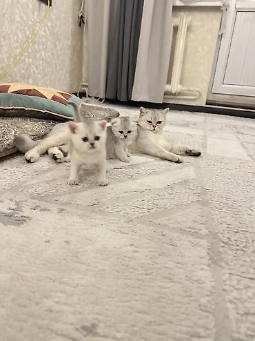 продажа домашних животных: Скотиш Страйт (Шотландская прямоухая), 1 месяц, Девочка, Серебристая шиншилла — 2