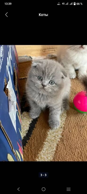 голубая вислоухая кошка: Шотландские вислоухая котёнка 3 месяца самка в городе Ош