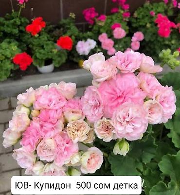 Герани и пеларгонии: Пеларгонии (герани) сортовые — детки в стаканчиках. Доступные сорта — 23