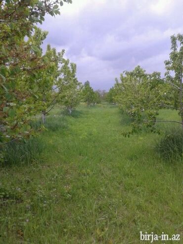 xacmaz torpag: 200 sot