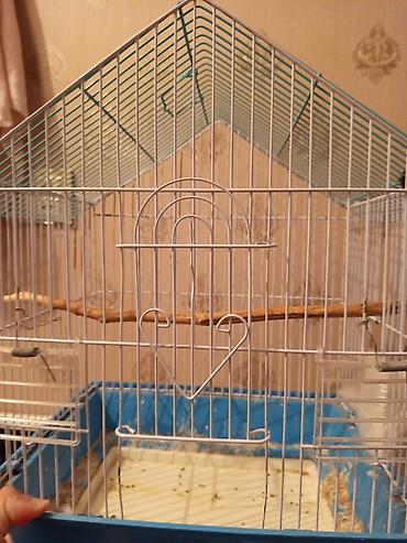 bulbul quşu satışı: Qabaqdakı erkek quş satılır. qəfəsdə 2 erkekdir ona göre satılır. ev — 4
