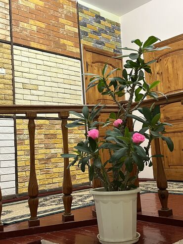 Посуточная аренда комнат: 150 м², С мебелью — 15