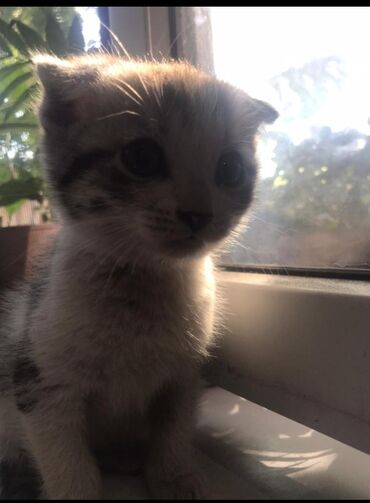сиамская вислоухая кошка: Вислоухий кот 2 месяца приучен к лотку отдам в хорошие руки