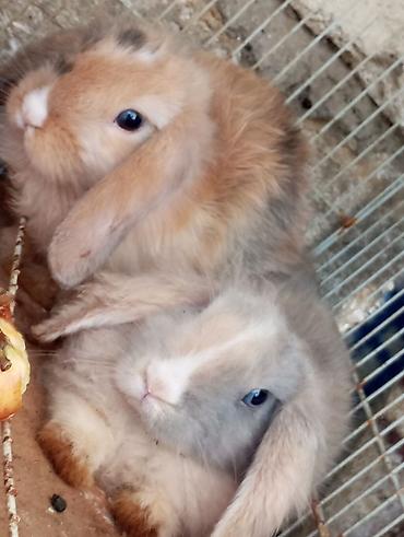 husky sekilleri: Mini lop qulaqlı dekorativ dovşan balaları.3aylik. - Cins: Mini lop — 1