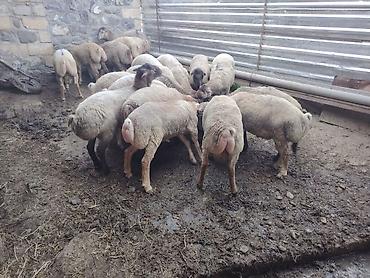 pişik yemi topdan: Salam təmiz Qurbanlıq 8 - 9 - aylıq ərkək quzulardır diri çəki satılır — 5