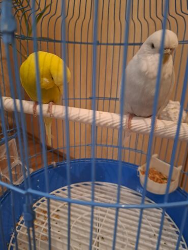 Tutuquşları: 1cut.erkek dişi.1yaş yoxdu.çex tutuquşu.saqlam.teze qefes.yuva teze — 3