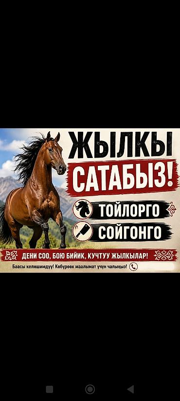наполнитель тофу: Жылкы сатабыз!Касапчы:Бодо мал соебуз, ресторандарга бышырып тартып — 1