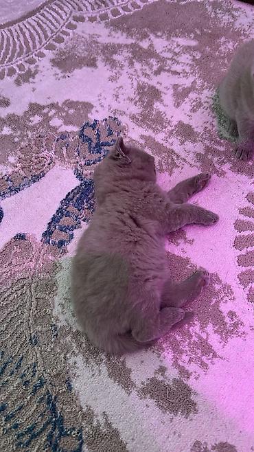 Pişiklər: Britan — 4