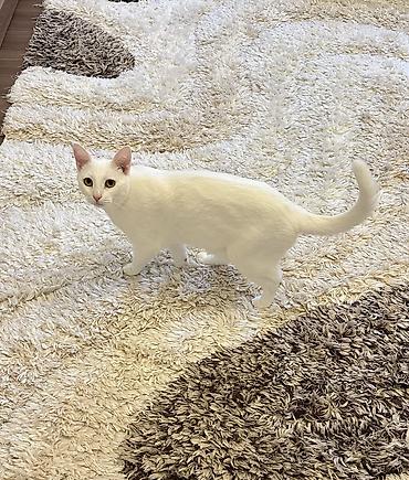 angora pişik: Türk anqora, Dişi, Yaxşı əllərə — 2