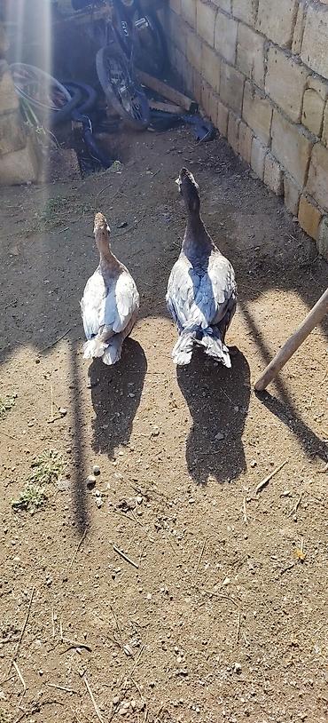 at nali nerede satilir: Cütü 50 manat erkey dişi — 1