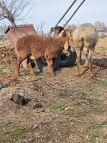 Баран, овца: Продаю | Овца (самка) | Арашан | Для разведения | Матка — 7